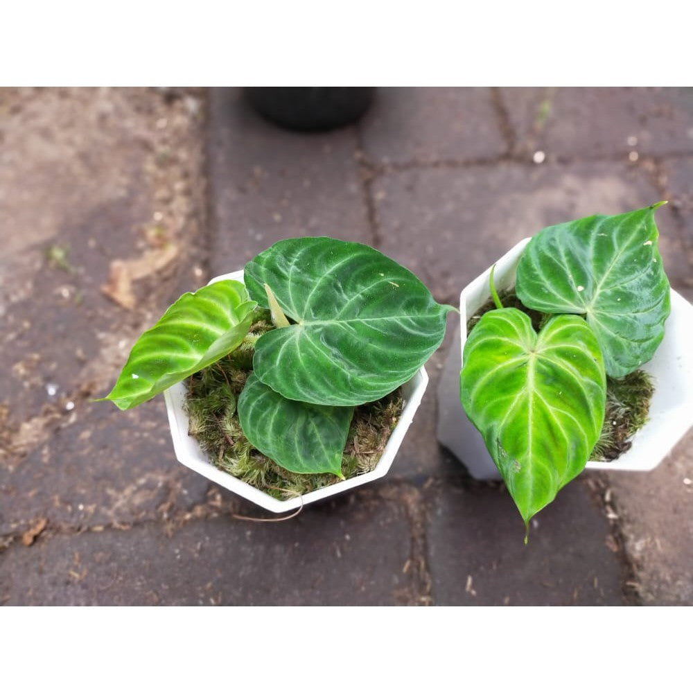 Phlodendron Verrucosum