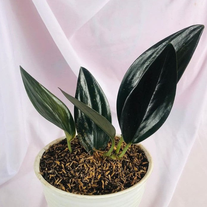 SCINDAPSUS TREUBII DARK FORM