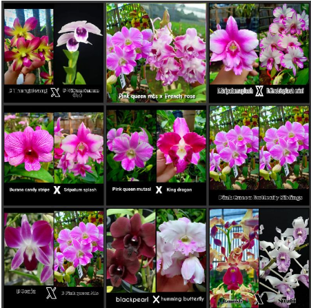SEEDLING DENDROBIUM HYBRID ORCHID TWIST & ROUND BANGKOK THAILAND