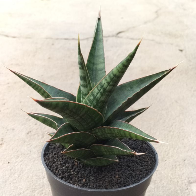 Sansevieria Donnie x Cordova