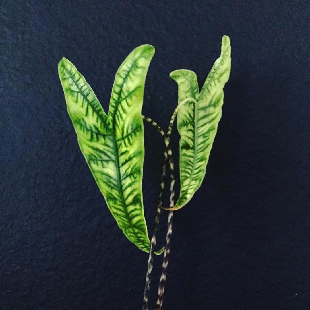Alocasia Zebrina Reticulata (Bigger Bulb Only) FREE PHYTOSANITARY