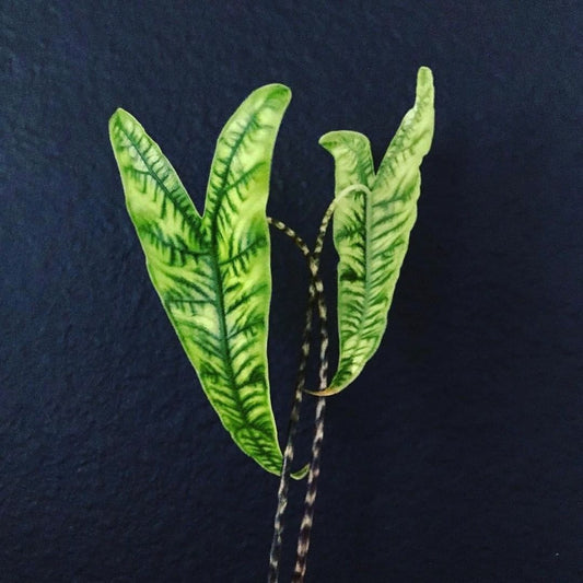 Alocasia Zebrina Reticulata (Bigger Bulb Only) FREE PHYTOSANITARY