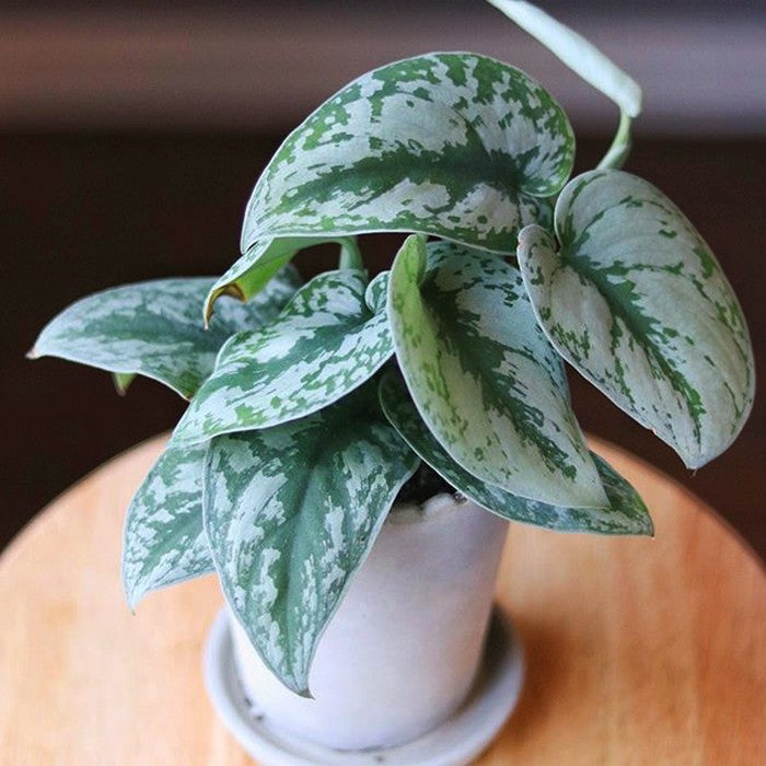 SCINDAPSUS PICTUS EXOTICA