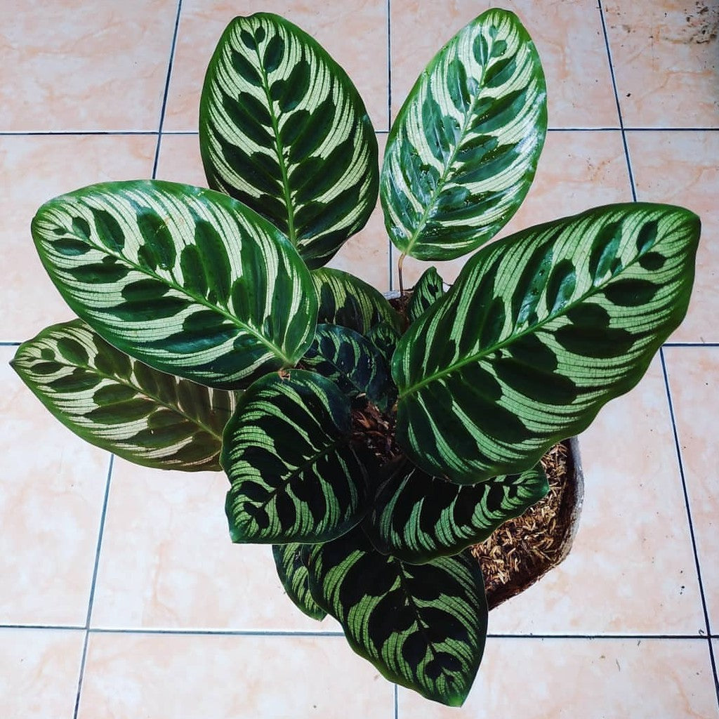 Calathea Makoyana Peacock FREE Phytosanitary