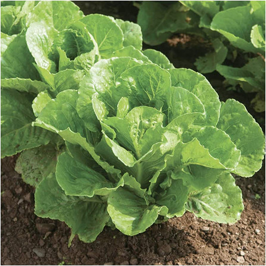 Parris Island Romaine 500+ Seeds | Heat Tolerant!| NON-GMO | Heirloom (FREE PHYTOSANITARY)