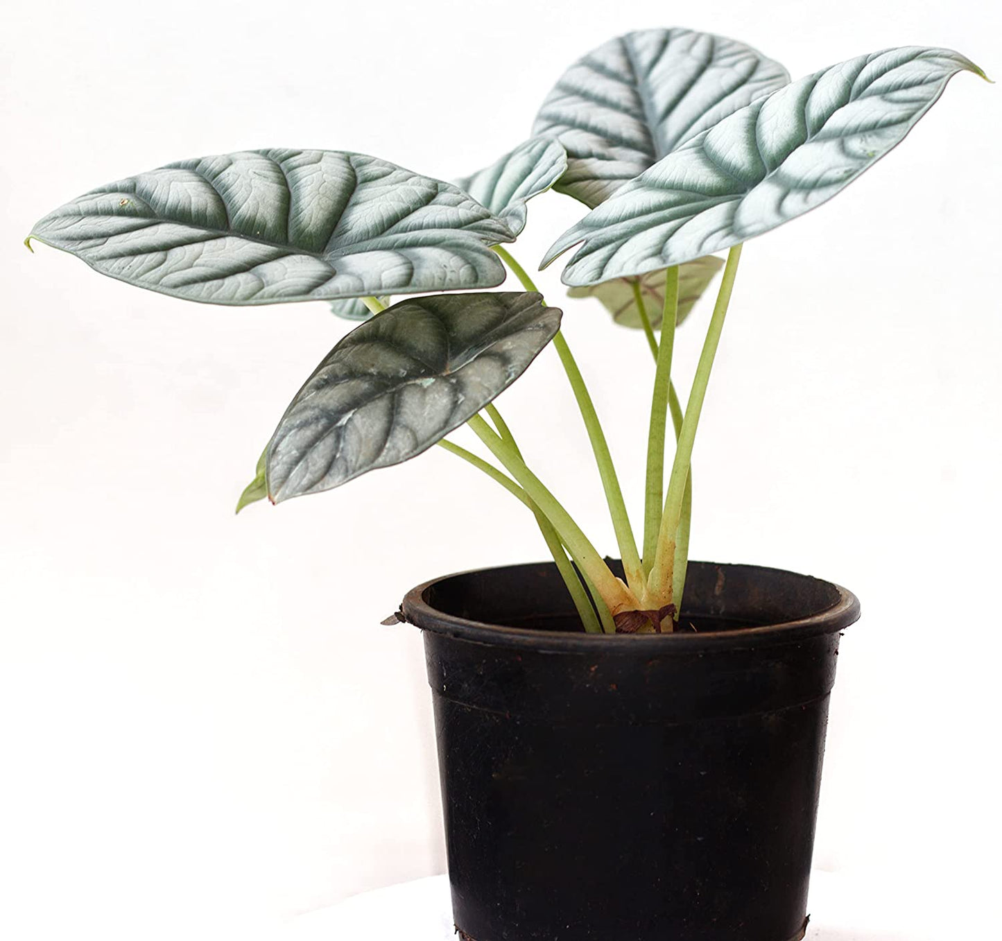 Alocasia Silver Dragon FREE PHYTOSANITARY
