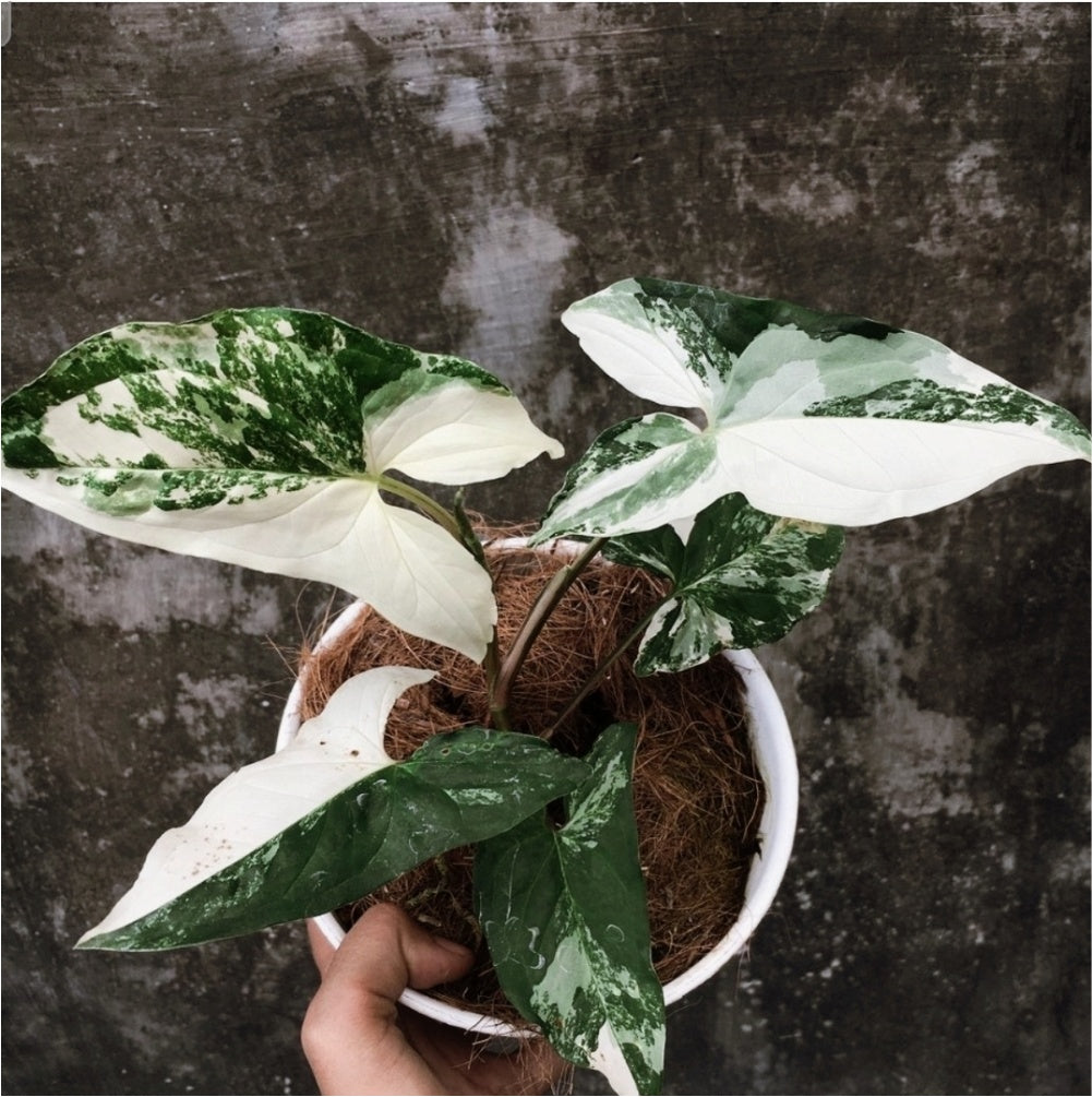 SYNGONIUM ALBO WHITE VARIEGATED