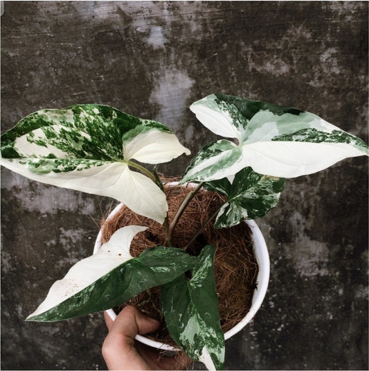 SYNGONIUM ALBO WHITE VARIEGATED