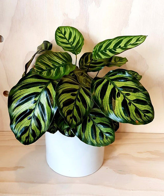Calathea Makoyana Peacock FREE Phytosanitary