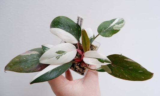 Philodendron Red Anderson Variegated
