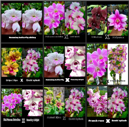 SEEDLING DENDROBIUM HYBRID ORCHID TWIST & ROUND BANGKOK THAILAND