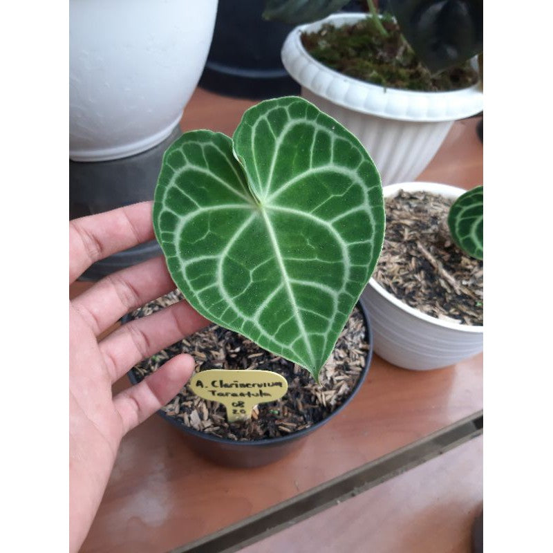 ANTHURIUM CLARINERVIUM