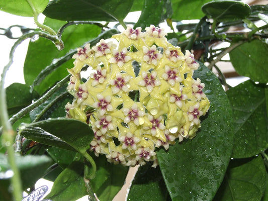 HOYA CORIACEA (CERREACEA)