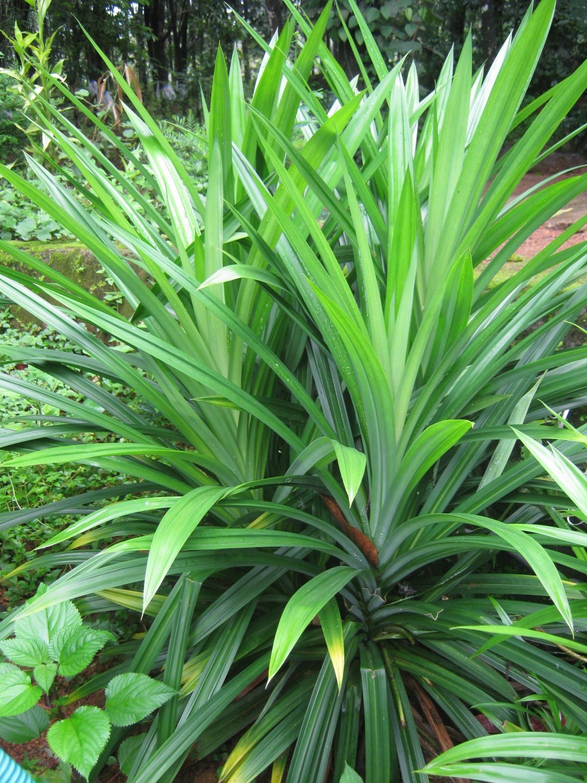 Pandan Plant, Pandanus amaryllifolius, Live Roots for planting, 2 Live Stems