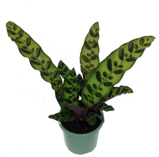 Calathea Lancifolia "Rattlesnake Plant"