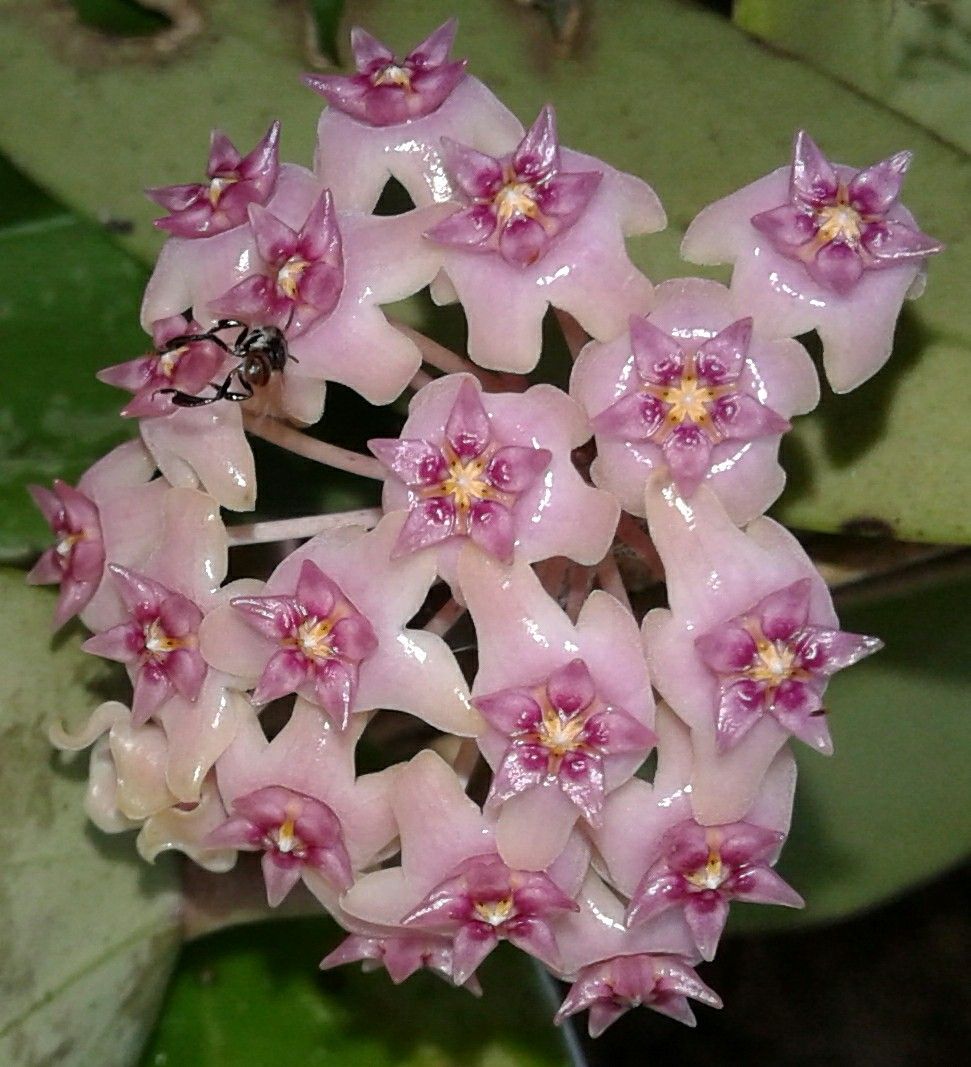 HOYA VERTICILLATA SP LAMPUNG SUMATERA FREE PHYTOSANITARY