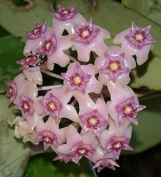 HOYA VERTICILLATA SP LAMPUNG SUMATERA FREE PHYTOSANITARY