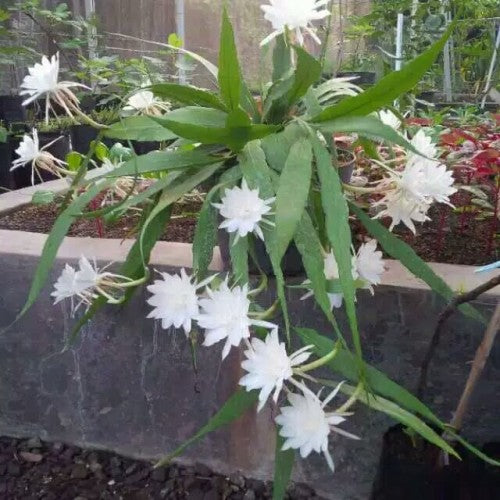 Epiphyllum Cactus Orchid Night Queen Live Cuttings, Kadupul Flower Plants 5 Rooted cuttings FREE PHYTOSANITARY