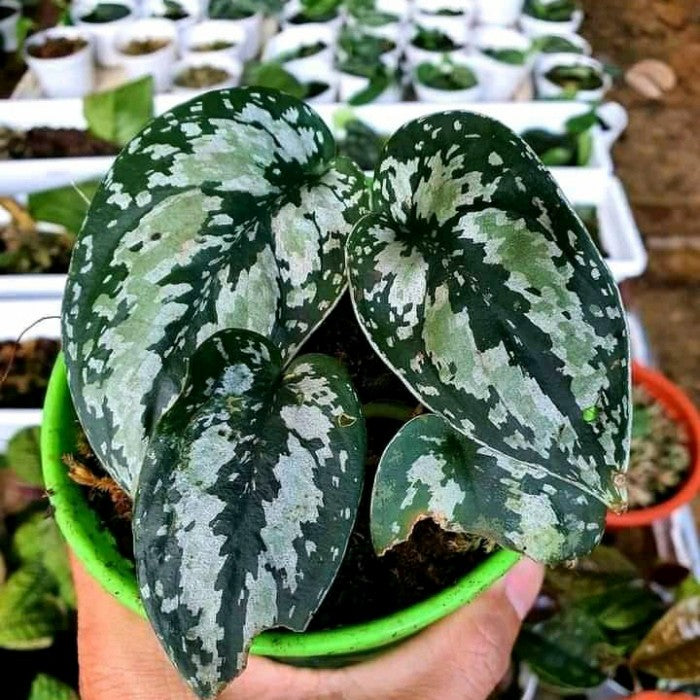 SCINDAPSUS TRICOLOR