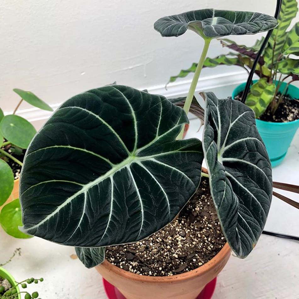 Alocasia Black Velvet FREE PHYTOSANITARY