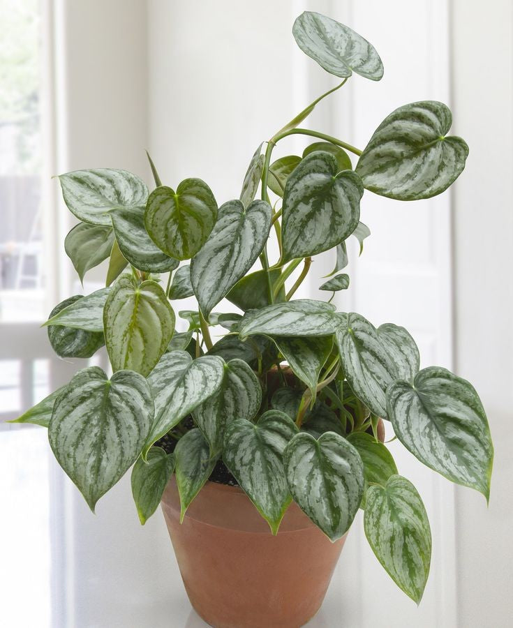 PHILODENDRON Brandtianum Free Phytosanitary