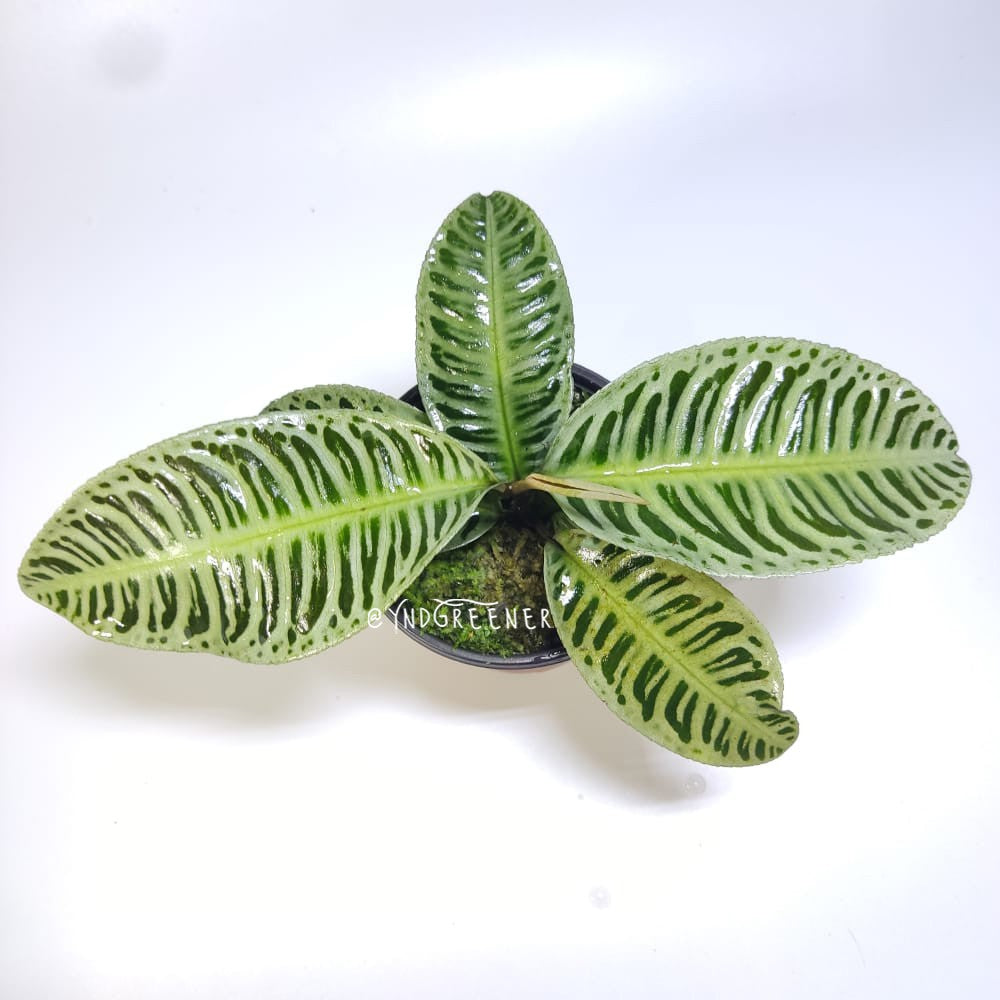 LABISIA SP RIAU GREEN