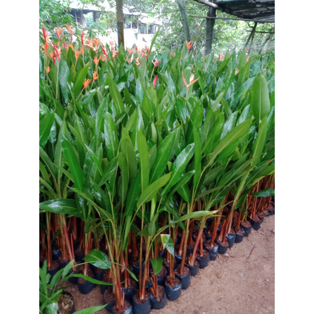 Parakeet Flower 2 pcs (Heliconia psittacorum)