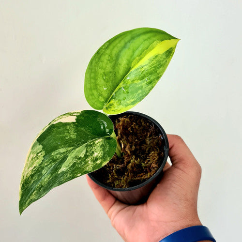 SCINDAPSUS JADE SATIN VARIEGATED