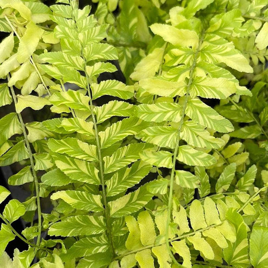 Fern Boston Nephrolepis exaltata 'Variegata' "Tiger Fern Stripe"
