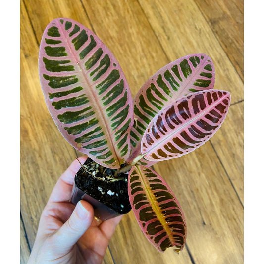 LABISIA SP JAMBI PINK