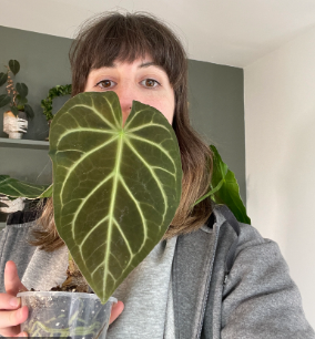 ANTHURIUM MAGNIFICUM