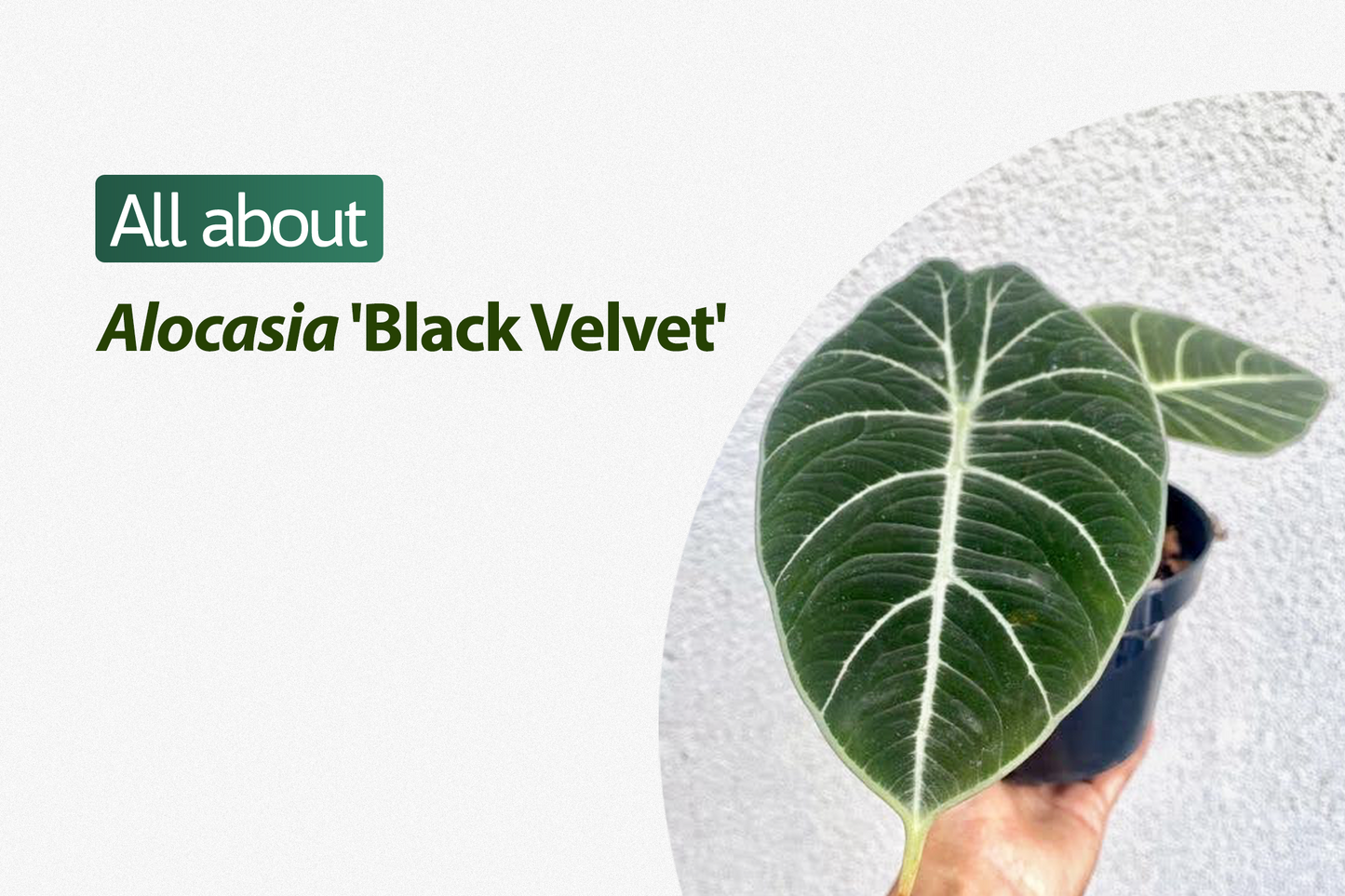Alocasia Black Velvet FREE PHYTOSANITARY