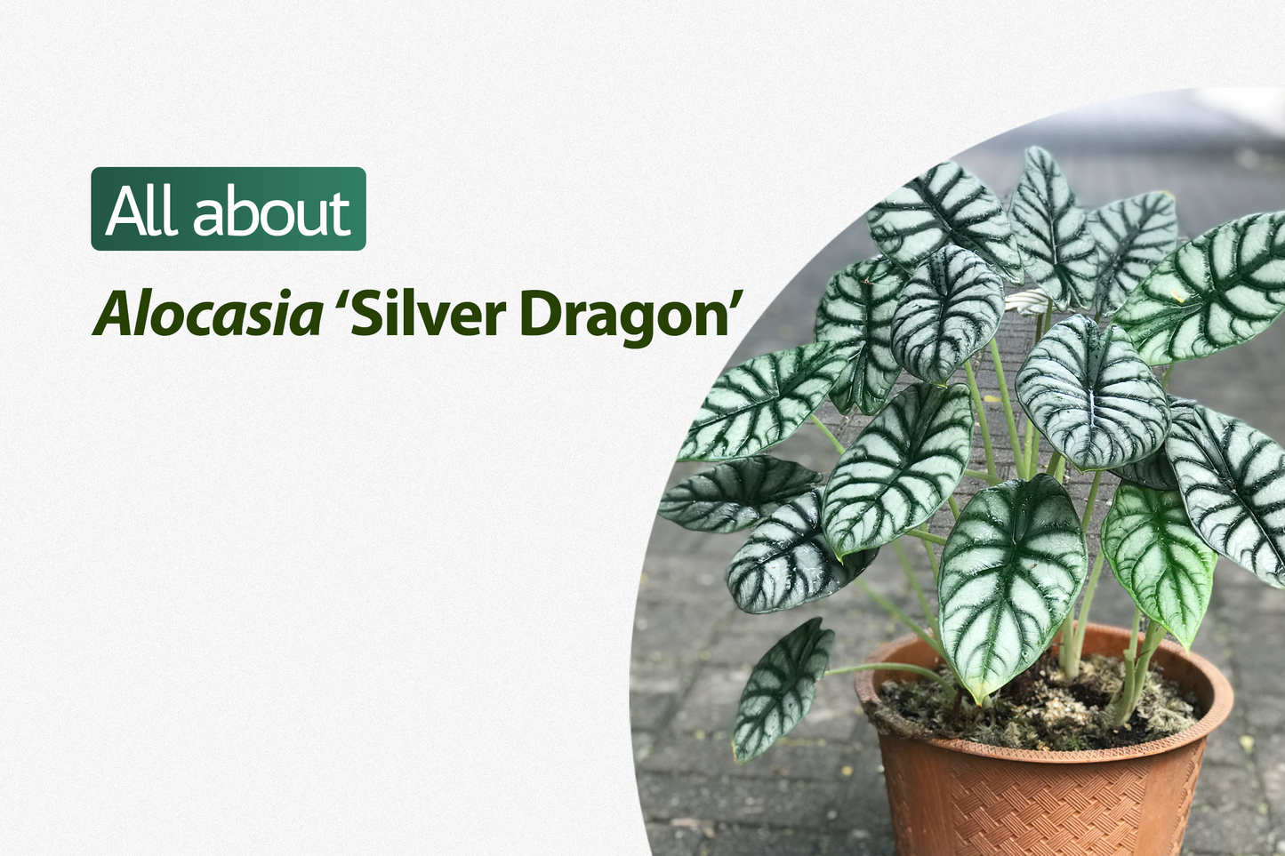 Alocasia Silver Dragon FREE PHYTOSANITARY