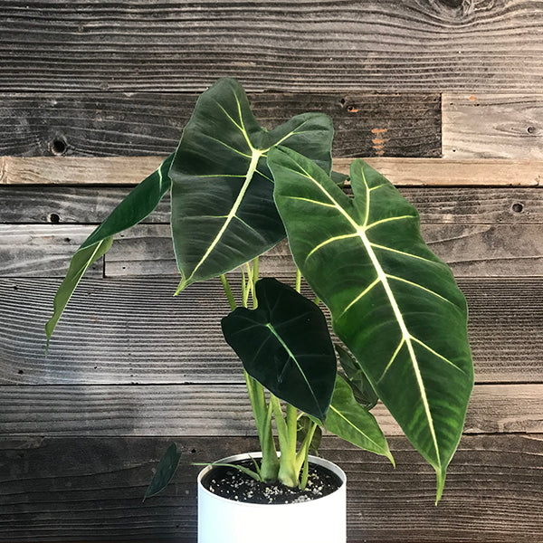 ALOCASIA FRYDEK FREE PHYTOSANITARY