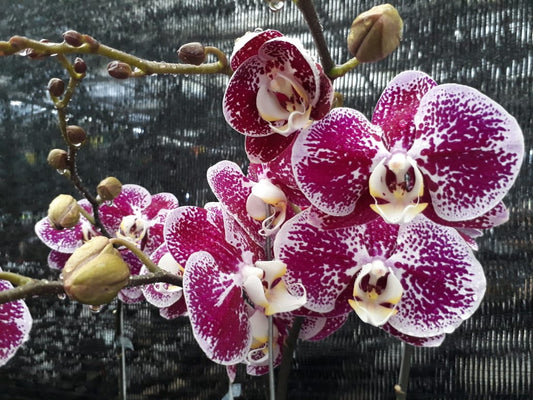 Phalaenopsis Orchid