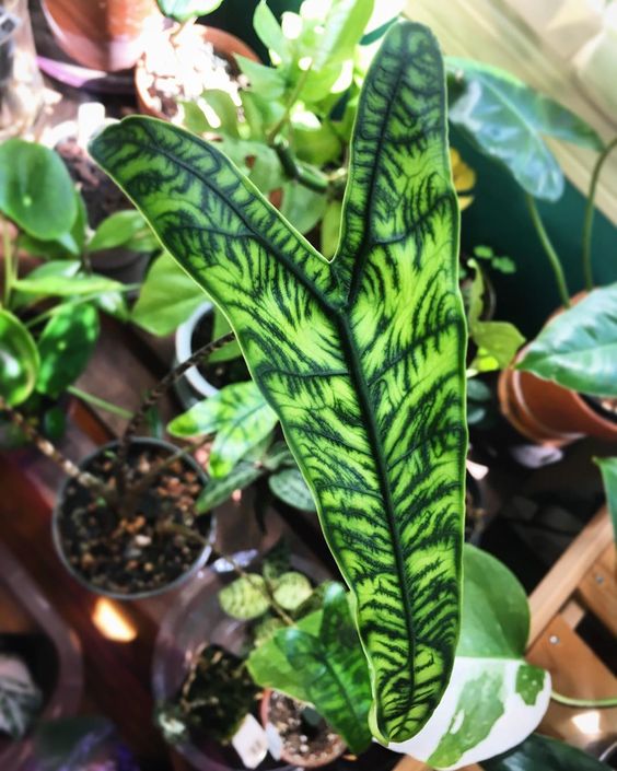 Alocasia Zebrina Reticulata (Bigger Bulb Only) FREE PHYTOSANITARY
