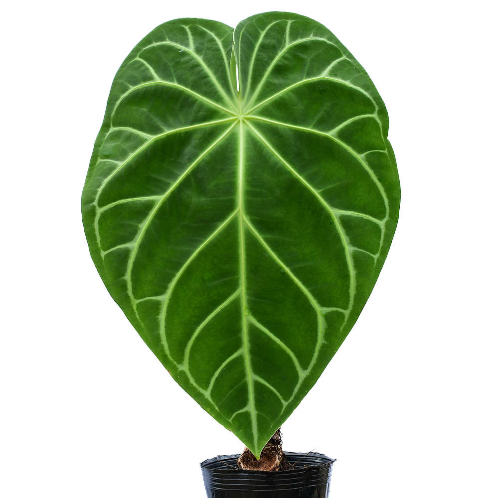 ANTHURIUM MAGNIFICUM