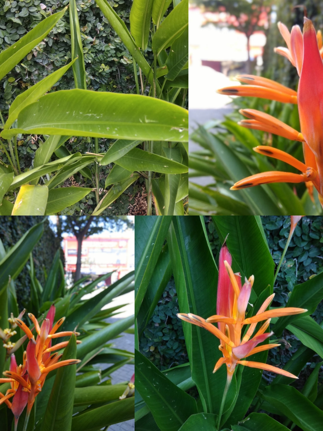 Parakeet Flower 2 pcs (Heliconia psittacorum)