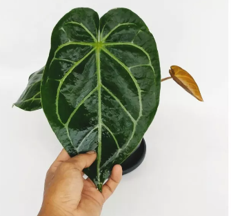 ANTHURIUM MAGNIFICUM