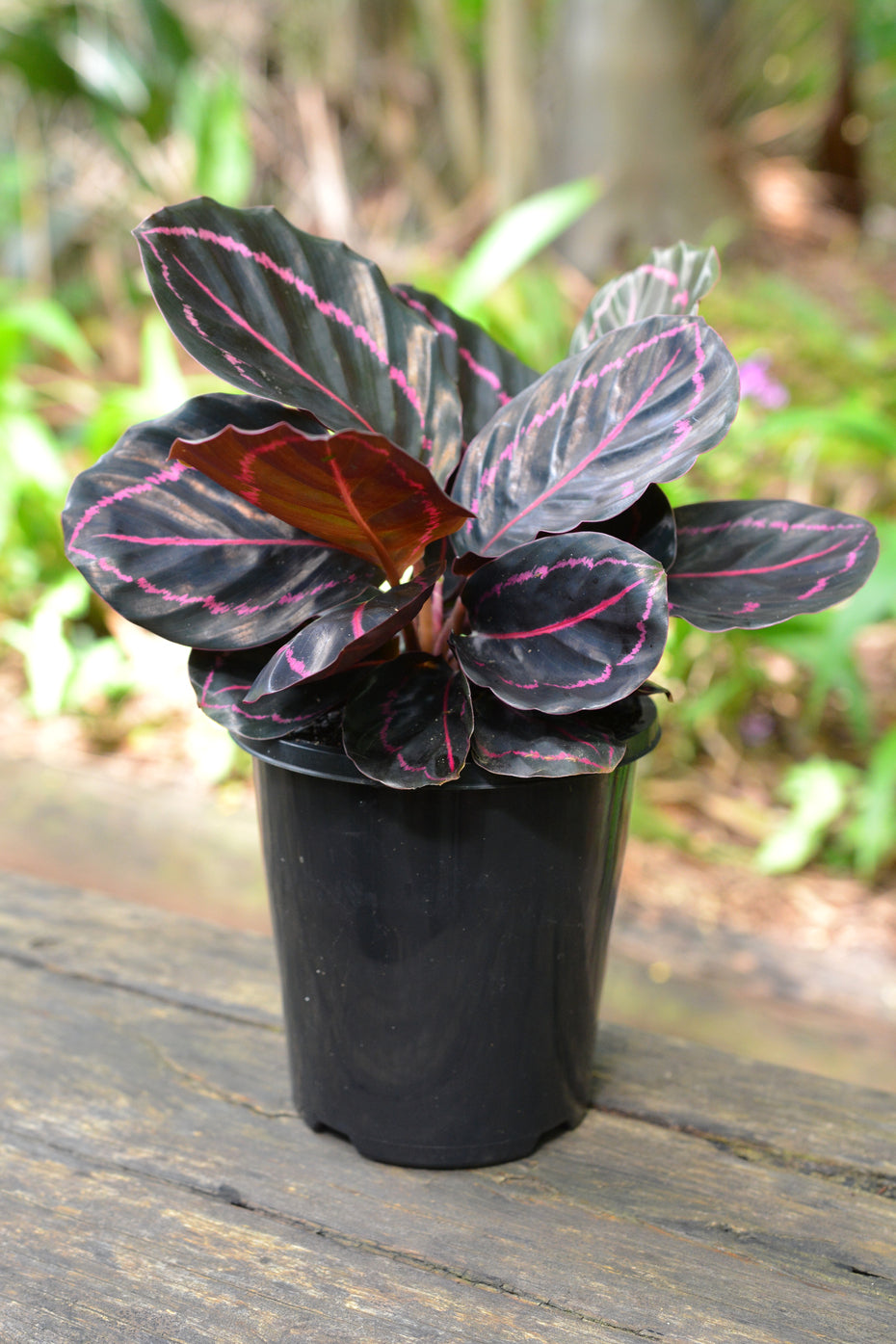 Calathea Roseopicta "Dottie" House plant FREE Phytosanitary
