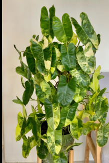 Philodendron Burle Marx Variegata (Free Phytosanitary)
