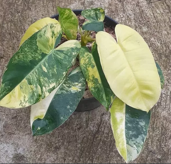 Philodendron Burle Marx Variegata (Free Phytosanitary)