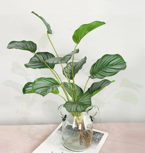 Calathea Orbifolia “Rare” houseplants
