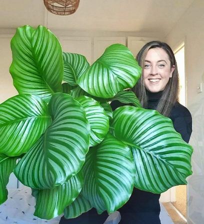 Calathea Orbifolia “Rare” houseplants