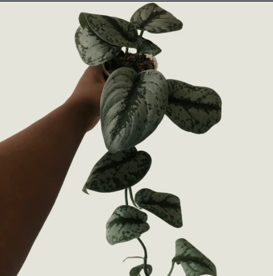 SCINDAPSUS PICTUS EXOTICA