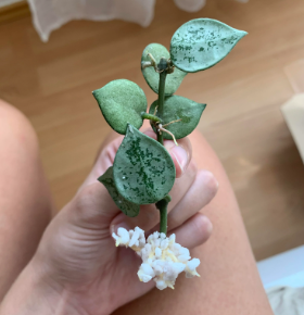 HOYA LACUNOSA SILVER