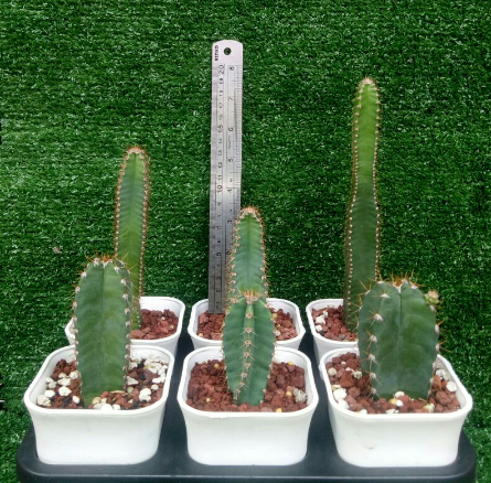 Cactus Cereus Peruvianus FREE PHYTOSANITARY