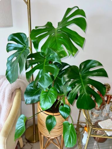 Monstera Deliciosa, 2 Gallon Grow Pot, 4-5 Fuß Gesamthöhe, moderne tropische lebende Indoor-Pflanze 