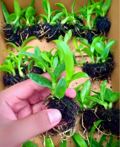 SEEDLING DENDROBIUM HYBRID ORCHID TWIST & ROUND BANGKOK THAILAND