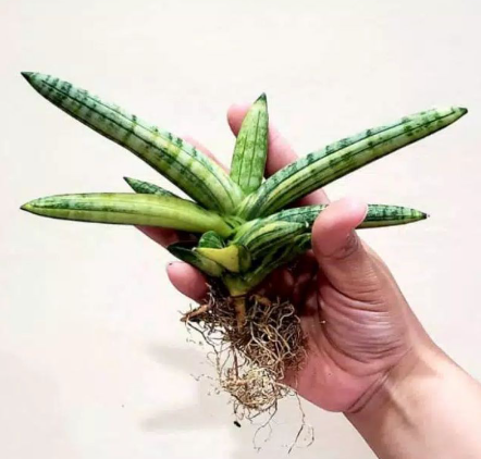 Sansevieria Cylindrica
